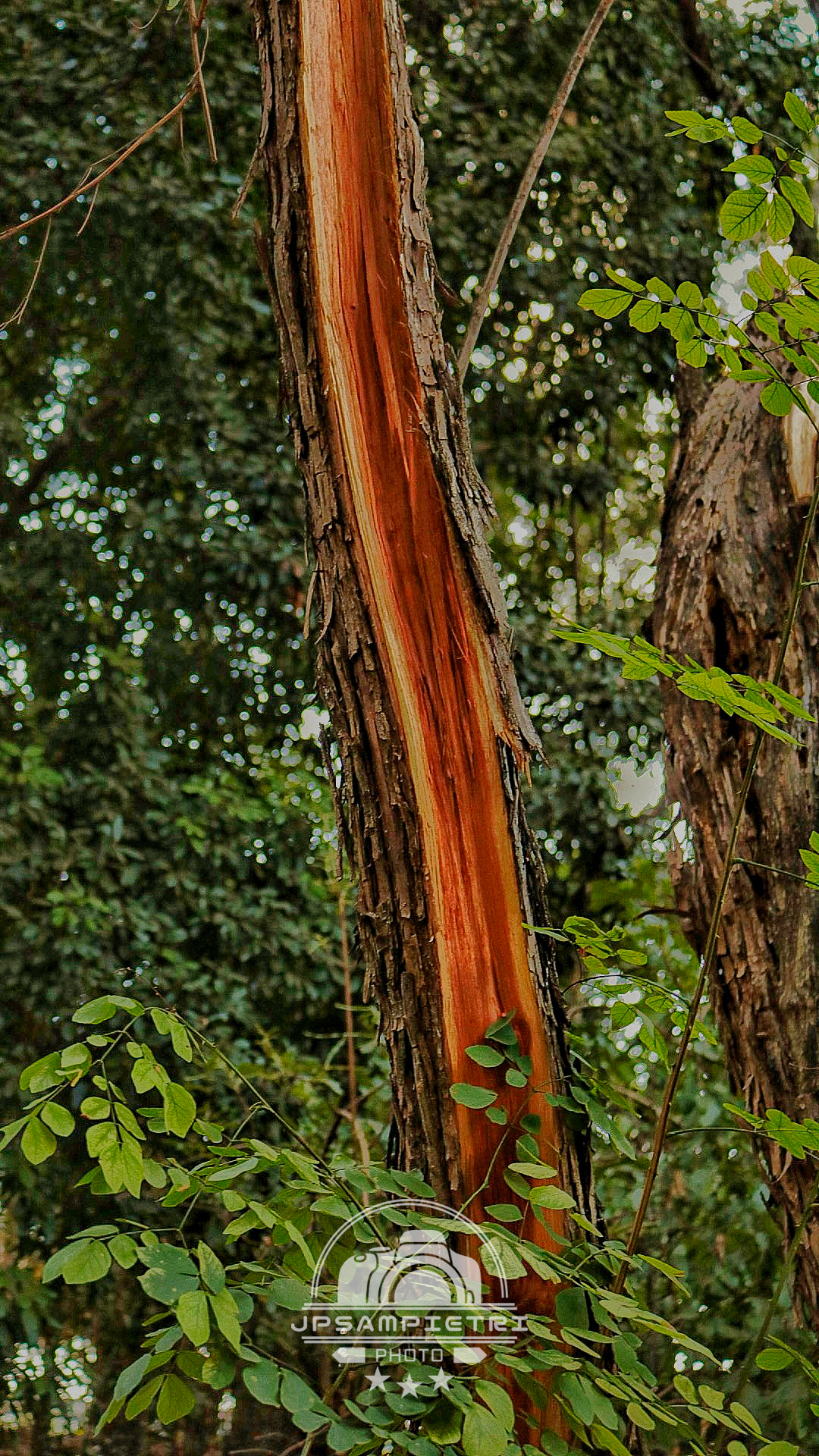 JPSampietri Photo Highlight 1