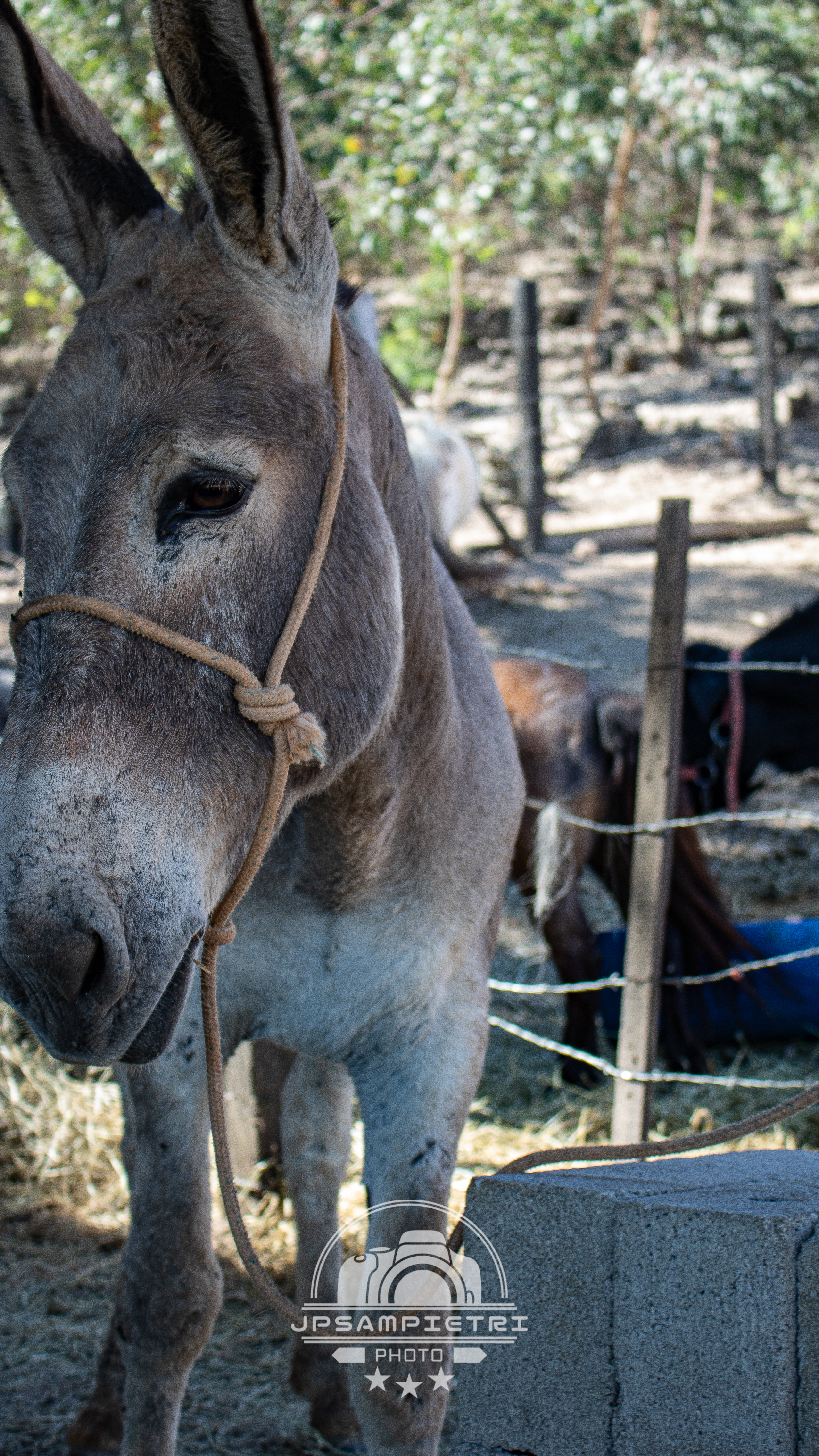 JPSampietri Photo Highlight 1