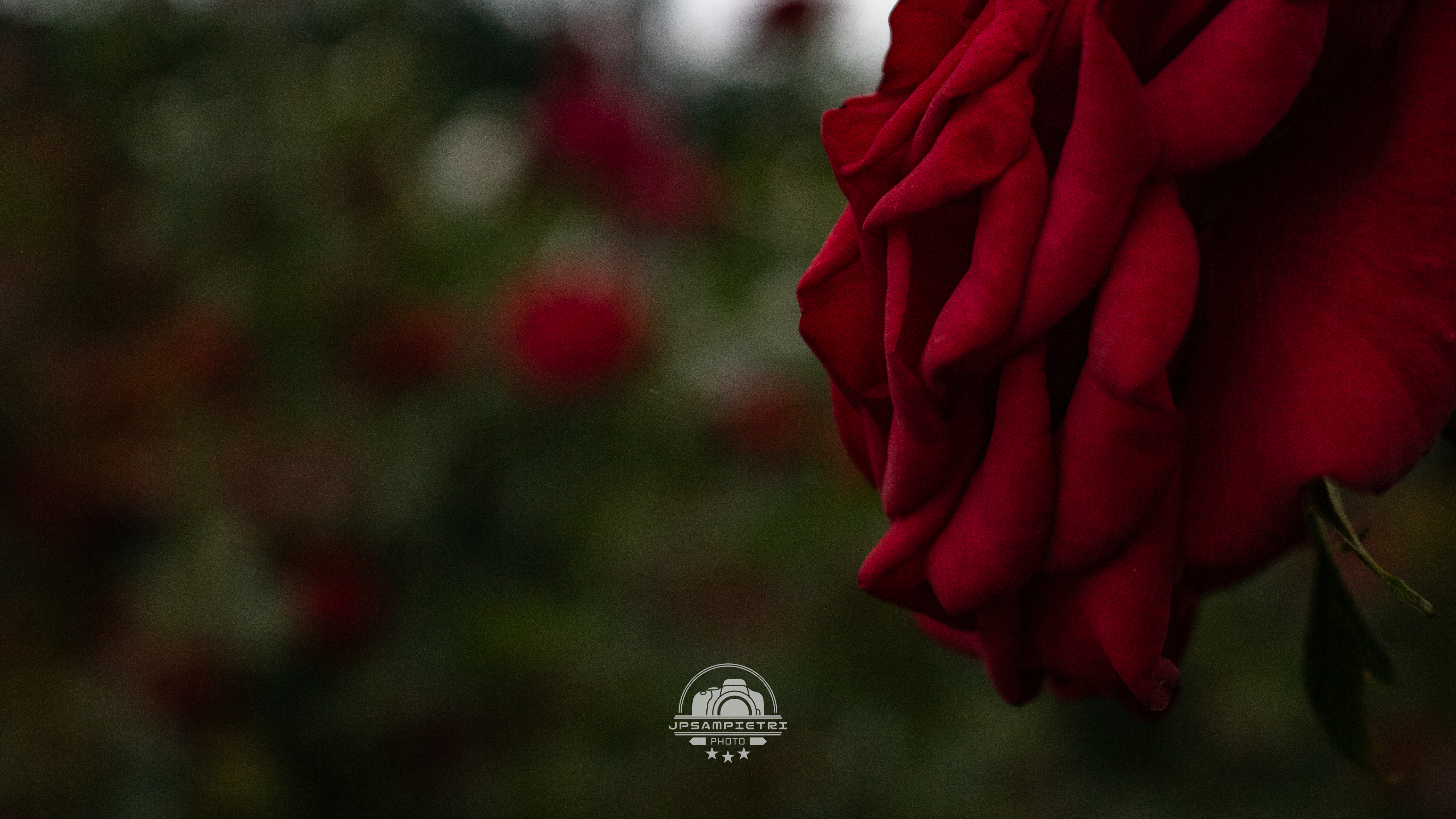 JPSampietri Photo Highlight 1