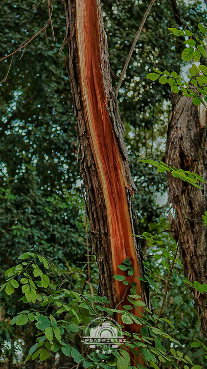 JPSampietri Photo Highlight