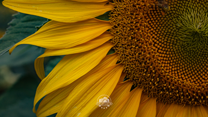 JPSampietri Photo Highlight